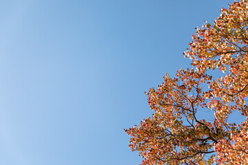 (東京都ｰ風景パノラマ)青空と紅葉する木々３