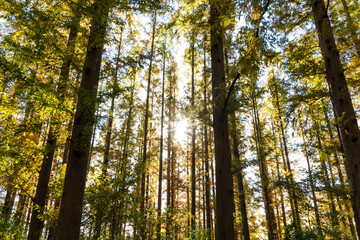 (東京都ｰ風景パノラマ)メタセコイアの並木風景１０