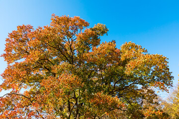 (東京都ｰ風景パノラマ)青空と紅葉する木々１