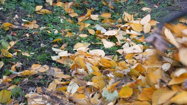 Fallen yellow leaves are collected with a rake in an autumn heap. Garden work.