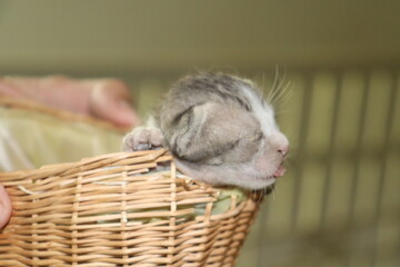 Newly born little kitten in a basket