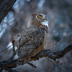 great horned owl gazing up above

