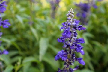 close up of lavender