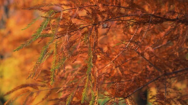 Picturesque foliage of a coniferous tree in the autumn forest. Cryptomeria Japonica Taxodiaceae pine tree.