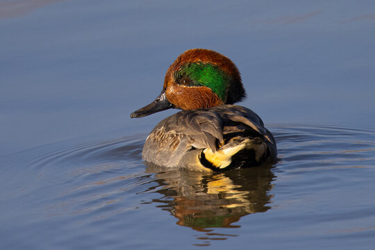 Male Green-winged Teal, seen in a North California marsh