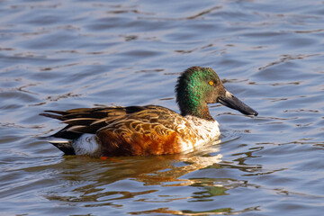 Northern Shoveler in beautiful light, seen in the wild in North California