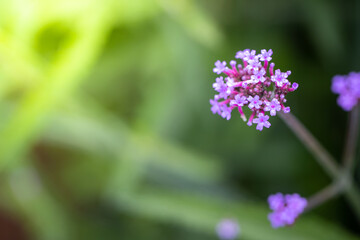 The background image of the colorful flowers