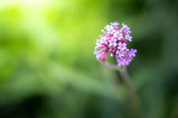 The background image of the colorful flowers