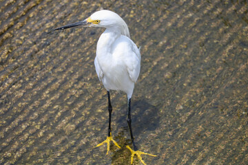 like my yellow feet?