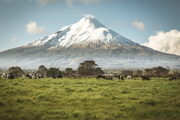 Mount Taranaki cows in paddock