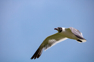 In flight seagull