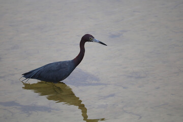 great blue heron
