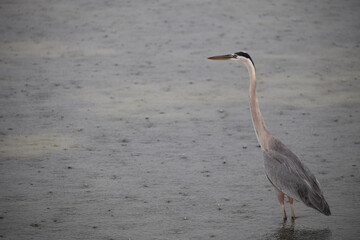 great blue heron