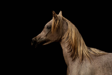 Fototapeta na wymiar Arabian Horse Beauty in Saudi Arabia