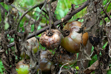 rotten spoiled tomatoes on dry branches and bushes of tomatoes after harvest in the fall. .