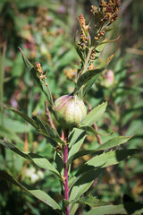 A gall ball growth on a Solidago plant