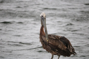 pelicans on the beach