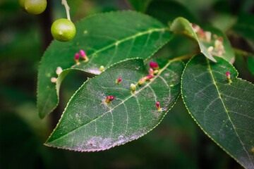Cherry leaves covered in small gall growths