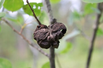 Closeup of a gall growth on a polpar branch