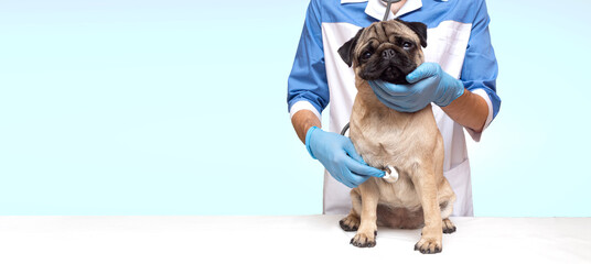 veterinarian examines a pug dog. advertisement of a clinic for pets. isolated. banner with copy...