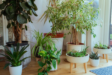 The little home garden inside the house room. Composition of different stylish pots with various plants in home interior. Home gardening concept. Biophilia lifestyle. Green is better.