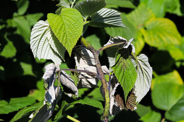 Closeup of the dying branch of a raspberry caused by cane blight