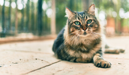 Adorable cat resting lying down at the park.
