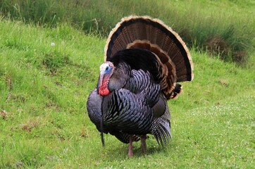 Eastern Wild Turkey male (Meleagris gallopavo) in full strutting display walking through a  green grass meadow 