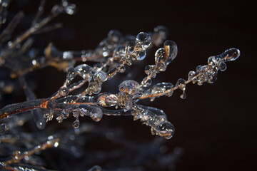 ice on a branch