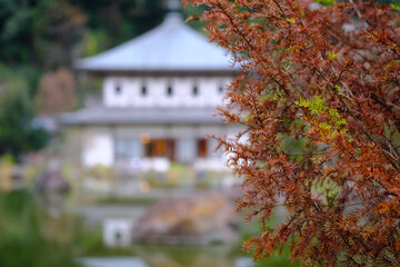 Fototapeta premium 紅葉の時期を迎えた岩屋公園のイメージ