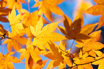 月の石もみじ公園の紅葉