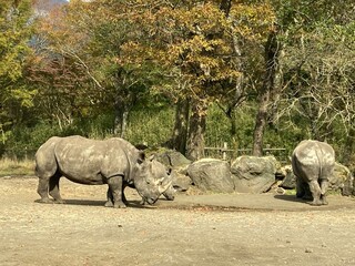 Watching rhinos relaxing in nature from inside the car, Fuji Safari Park, A place close to Mt. Fuji, Shizuoka, Japan