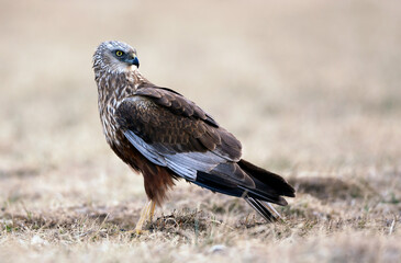 Western Marsh harrier ( Circus aeruginosus )  - male