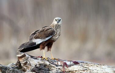 Western Marsh harrier ( Circus aeruginosus )  - male