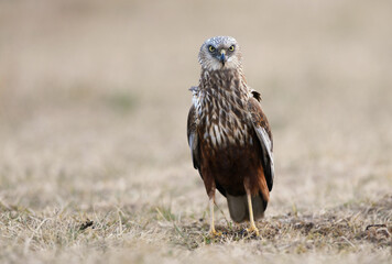 Western Marsh harrier ( Circus aeruginosus )  - male