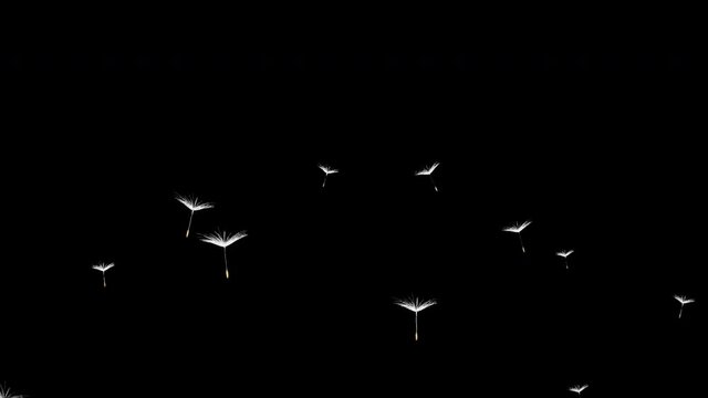dandelion - with alpha channel (transparent background) - Resolution: 2160 * 3840 Pixels 30fps
