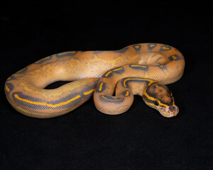 Orange Dream Highway Ball Python