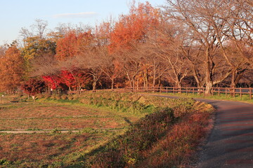 夕日に映える紅葉