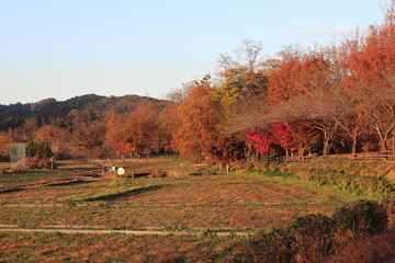 夕日に映える紅葉