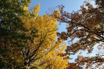 青空に映える銀杏