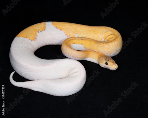 Fototapete Champagne Fire Ball Python Fototapeten Wallsheaven David Mcgowen