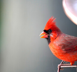 cardinal 