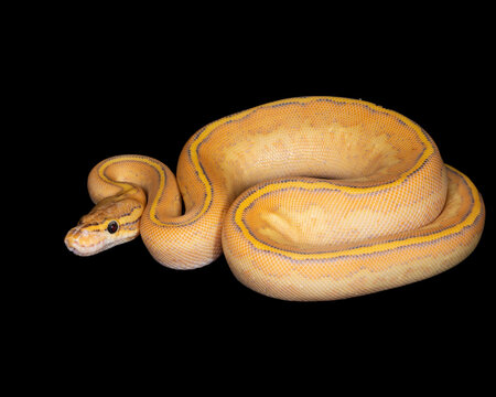Orange Dream Pinstripe Ball Python