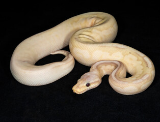 Banana Sugar Pewter Ball Python