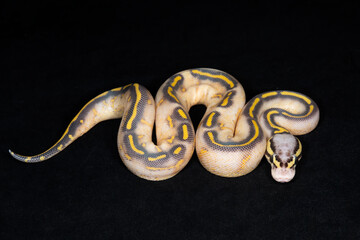 Pastel Highway Ball Python
