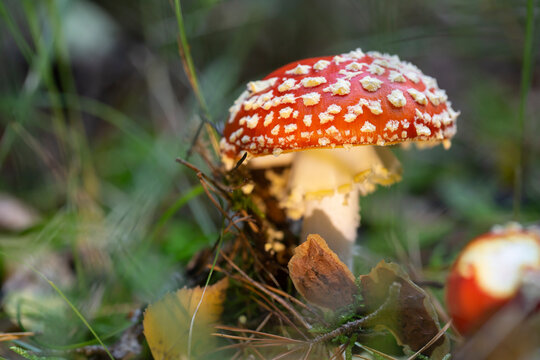 Toadstool