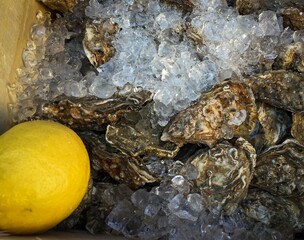 fresh raw oysters on ice with lemons in a box