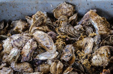 raw fresh oysters close-up on a farm in alaska