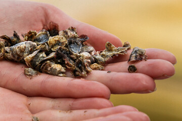Obraz premium growing oysters on an oyster farm in alaska