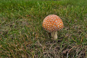 2020-11-22 A SMALL ORANGE AND WHITE TOAD STOOL IN A GRASS FIELD